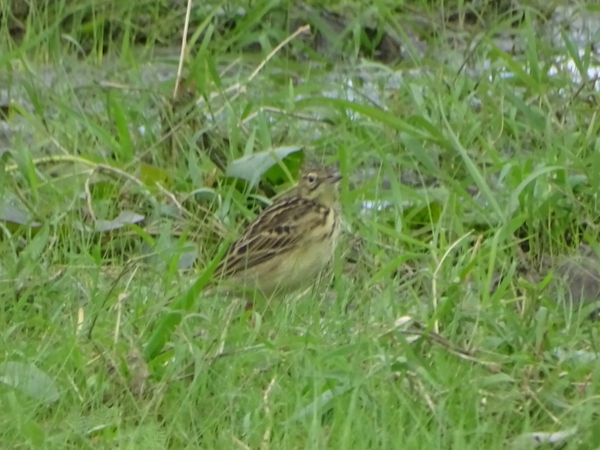 Yellowish Pipit - ML584010591