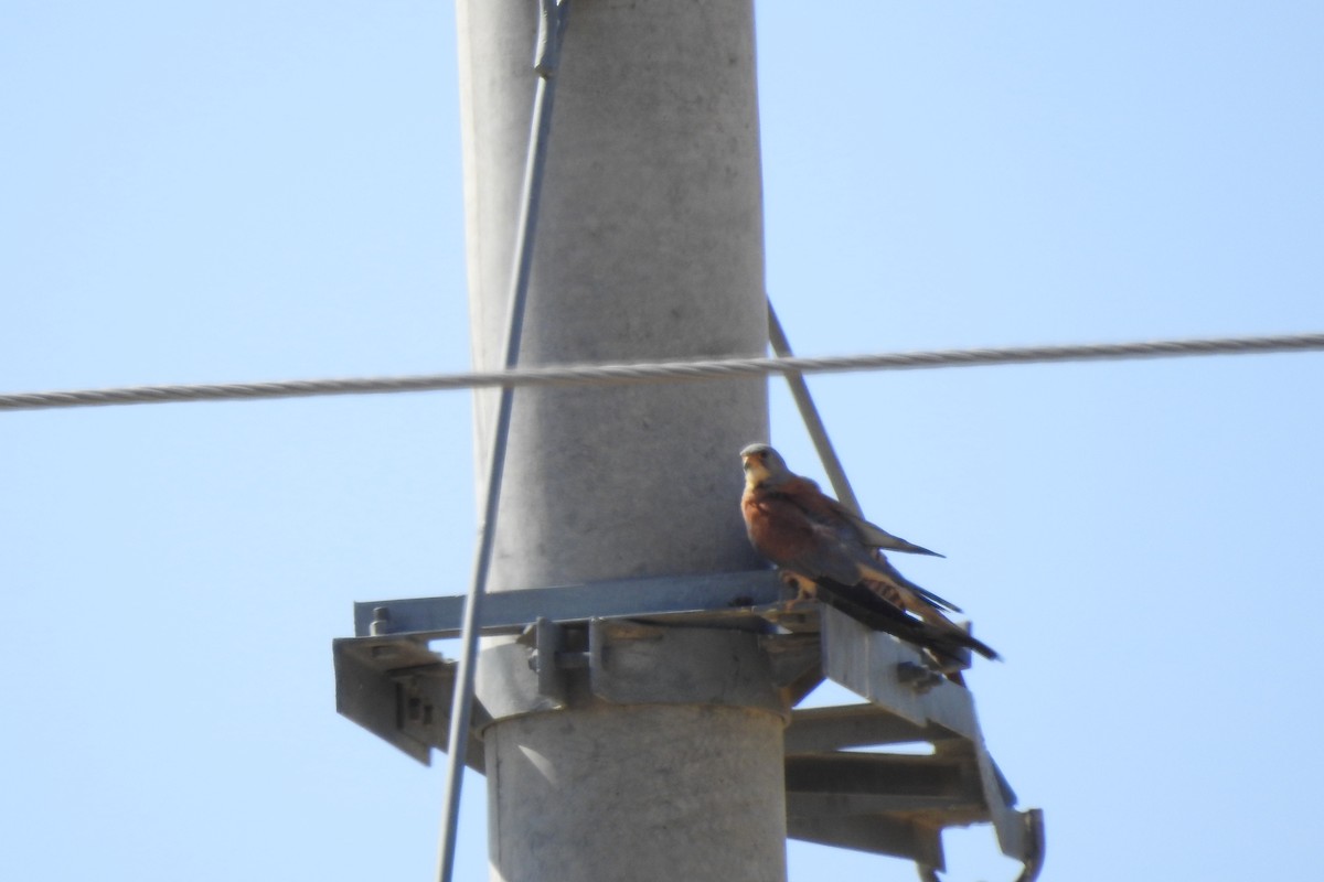 Lesser Kestrel - Zhanyi Lin