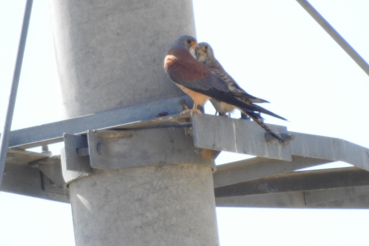 Lesser Kestrel - ML584010631