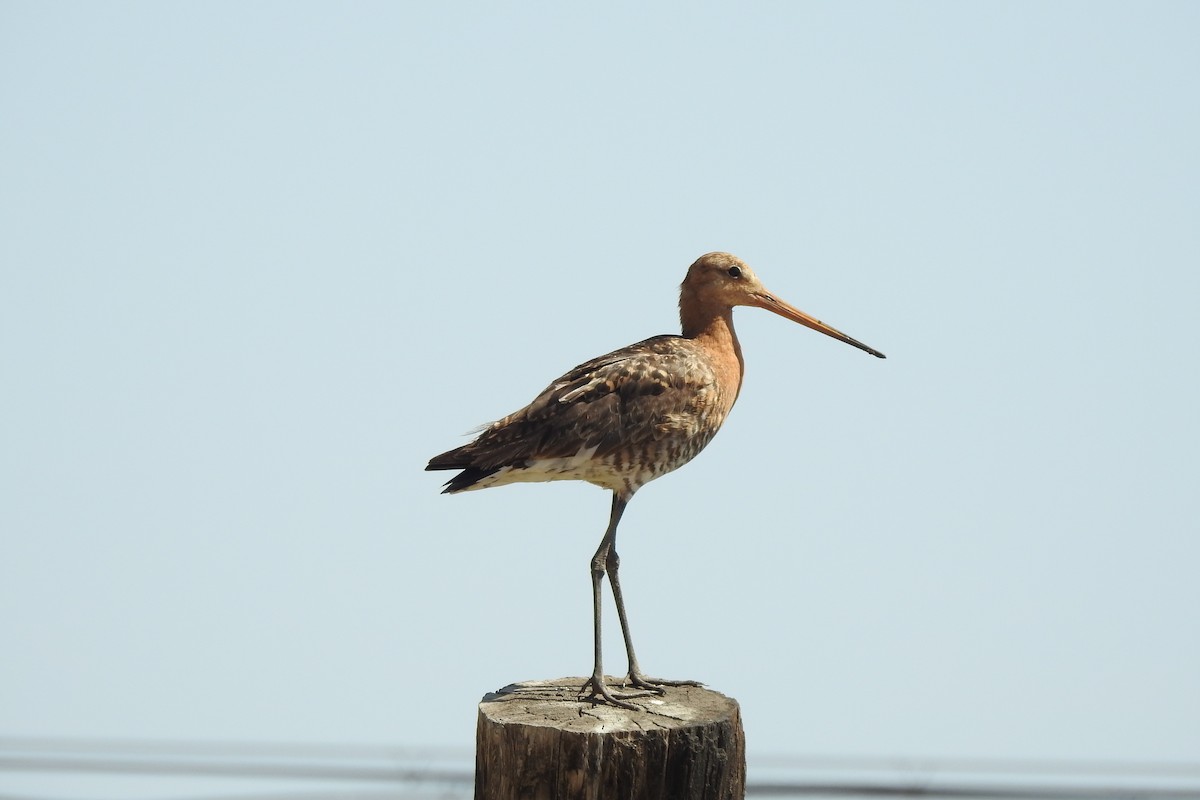 Black-tailed Godwit - ML584010961