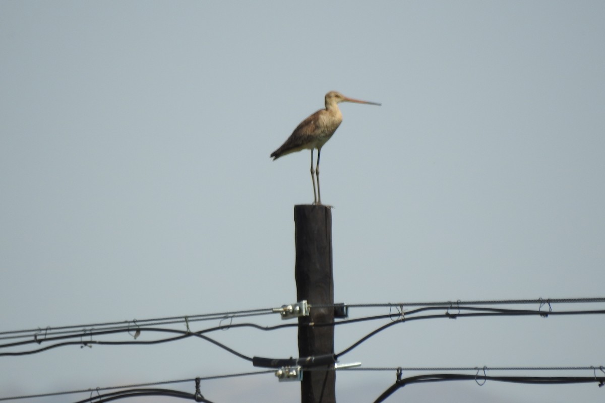 Black-tailed Godwit - ML584010991