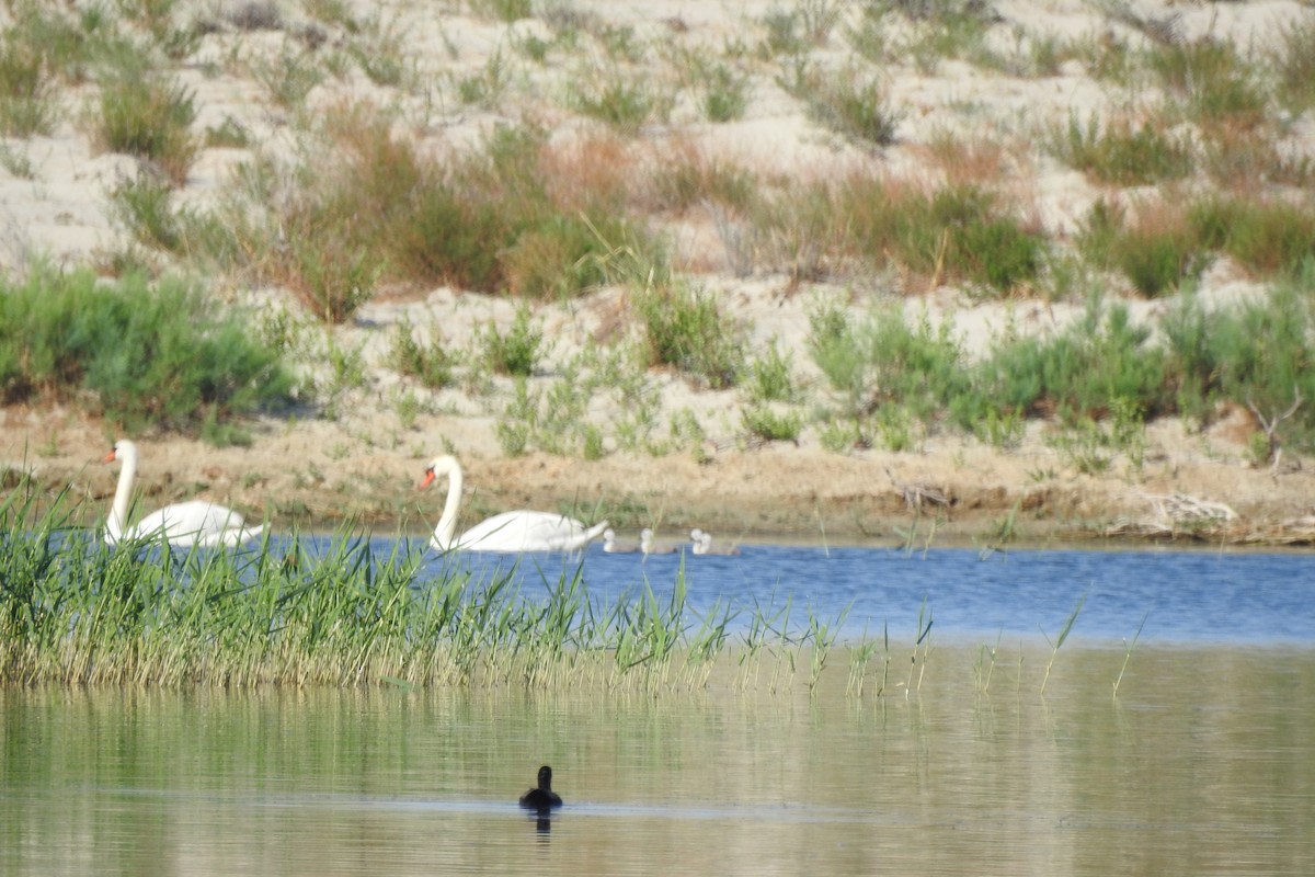 Mute Swan - ML584011321