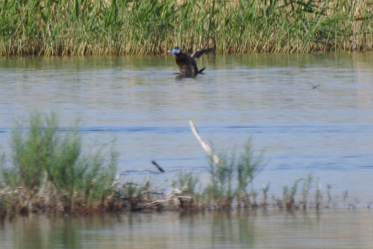 White-headed Duck - ML584011551