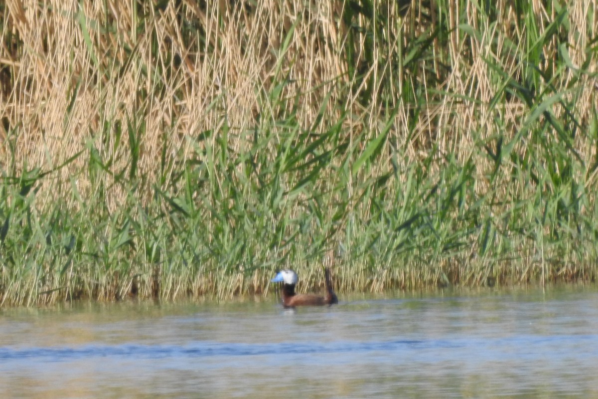 White-headed Duck - Zhanyi Lin