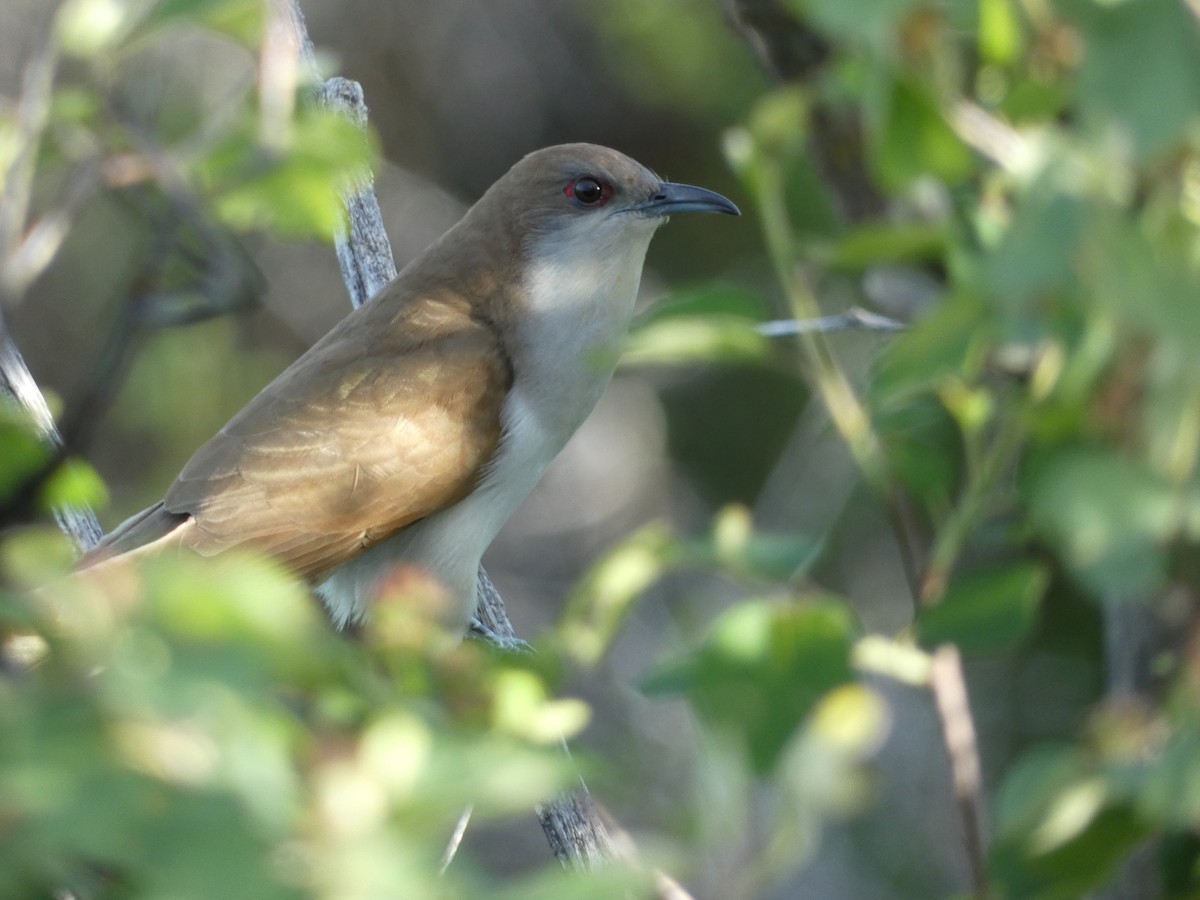 Black-billed Cuckoo - ML584011591