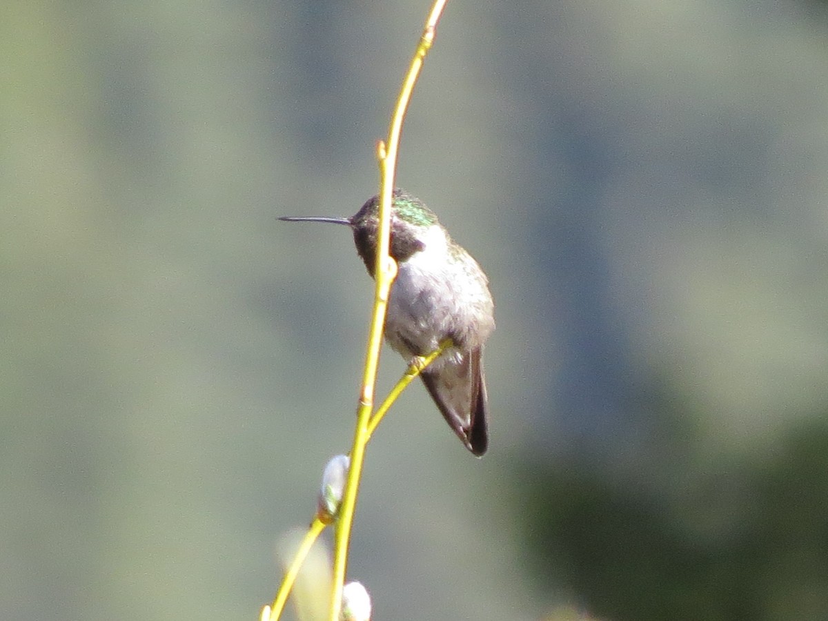 Broad-tailed Hummingbird - BEN BAILEY