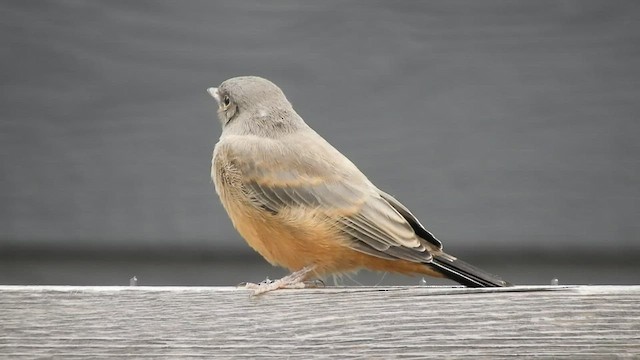 Say's Phoebe - ML584011981