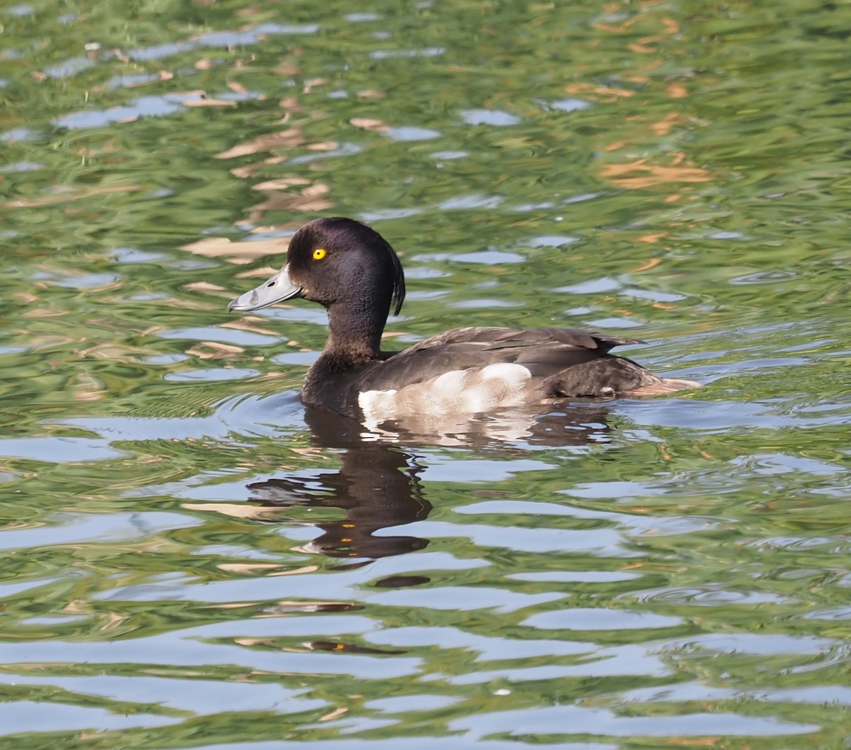 Tufted Duck - ML584013201