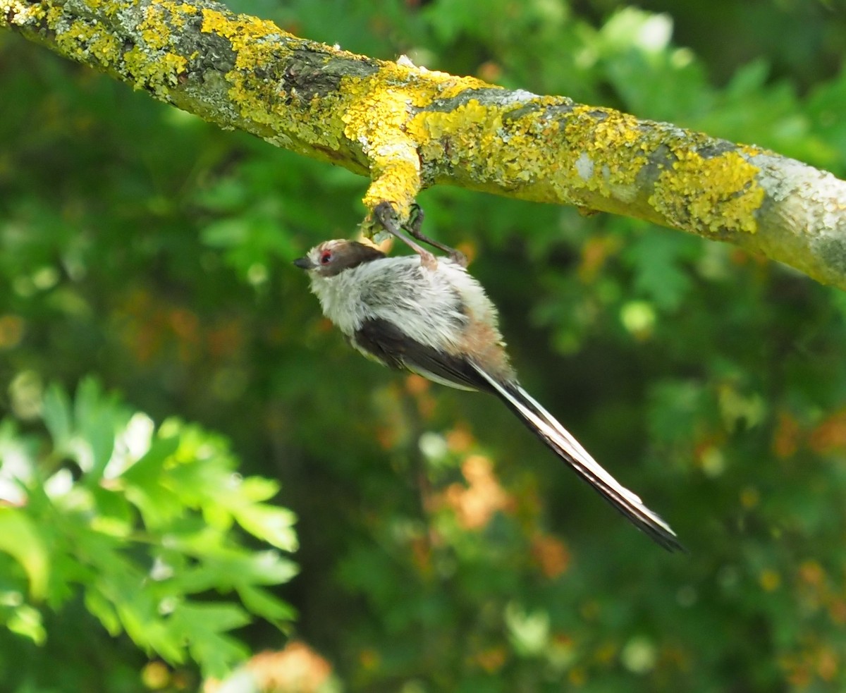 Long-tailed Tit - ML584013351