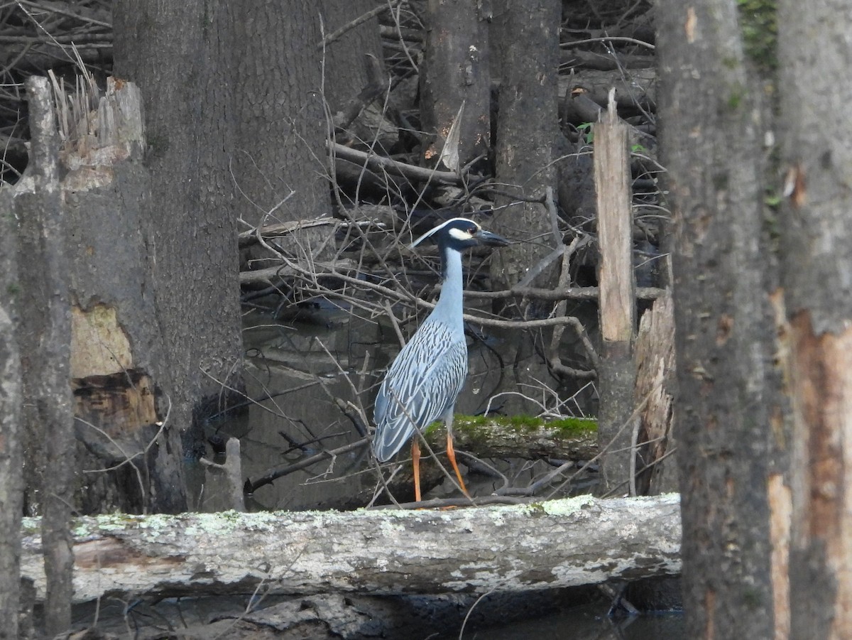 Yellow-crowned Night Heron - ML584013931