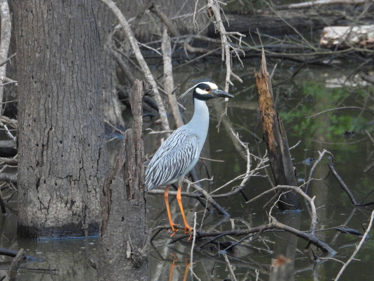 Yellow-crowned Night Heron - ML584013941