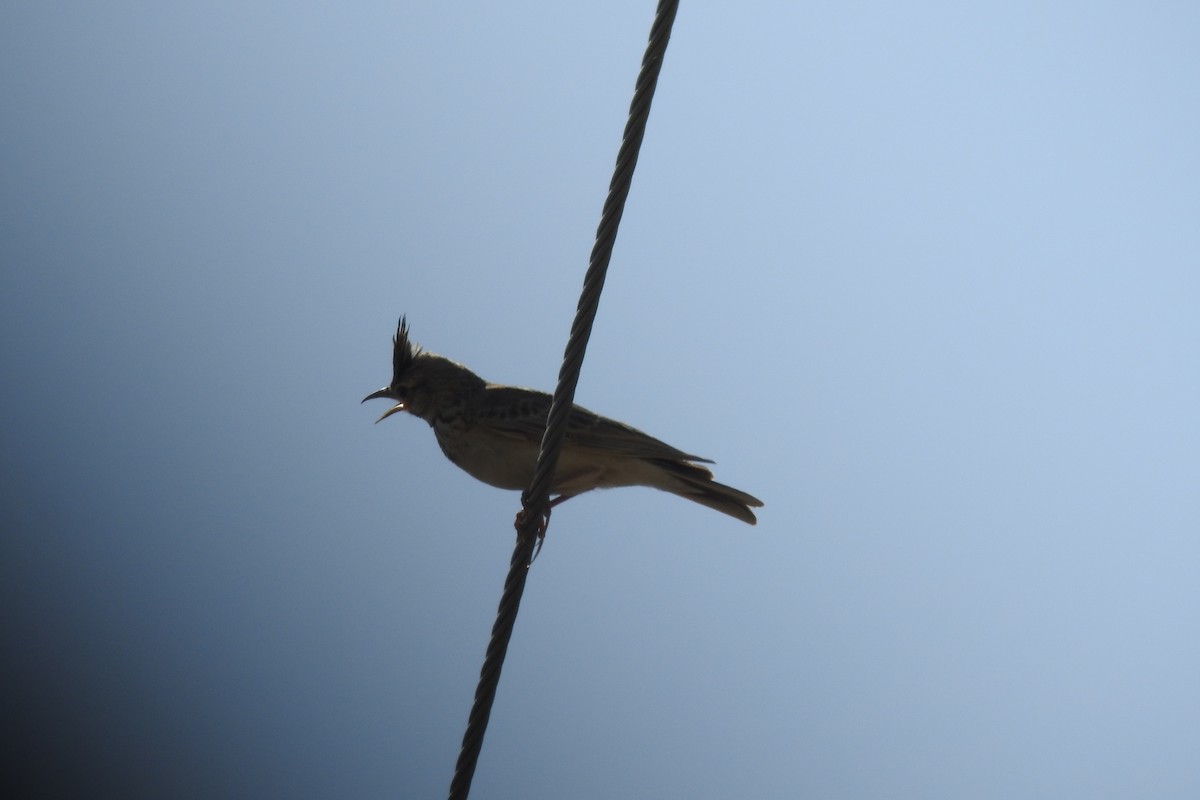 Crested Lark - Zhanyi Lin