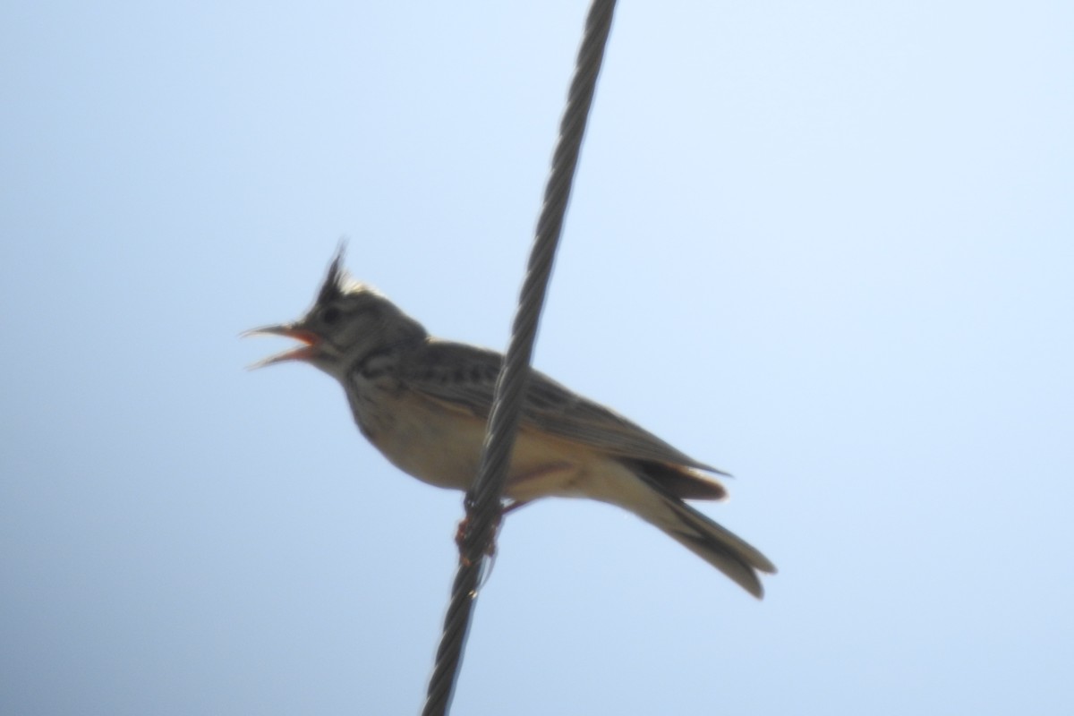 Crested Lark - Zhanyi Lin