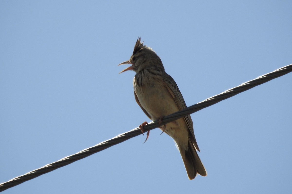 Crested Lark - Zhanyi Lin