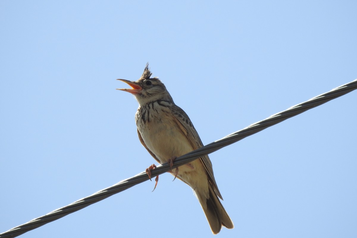 Crested Lark - Zhanyi Lin