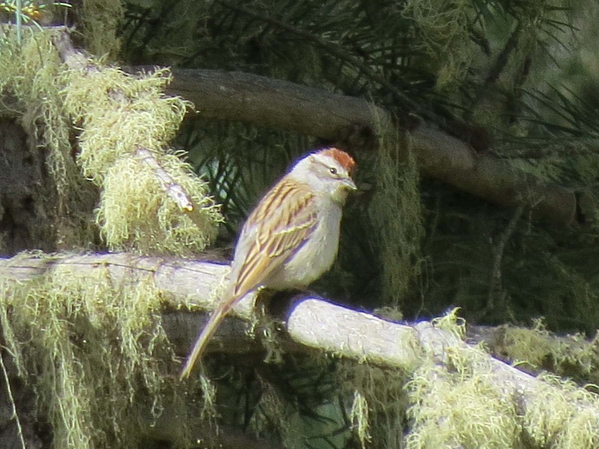 Chipping Sparrow - ML58401481