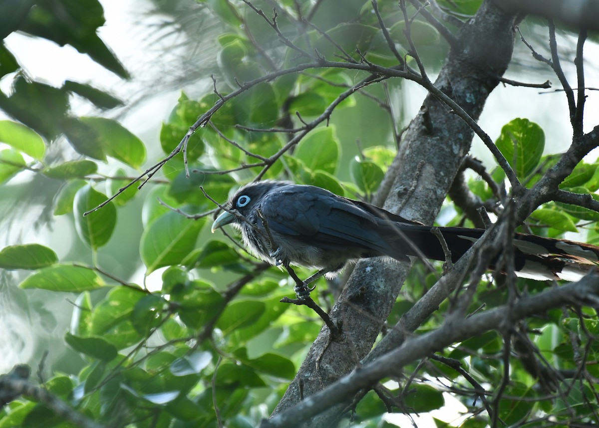 Blue-faced Malkoha - ML584016381