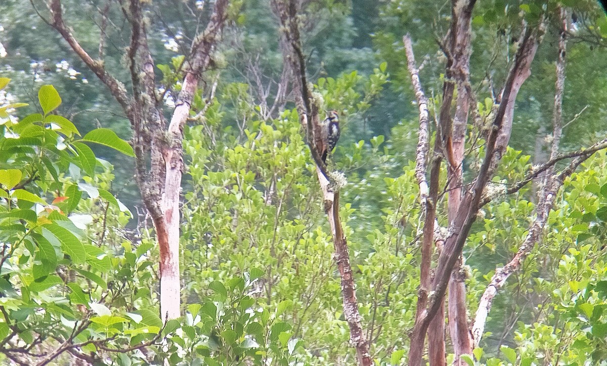 Middle Spotted Woodpecker - ML584016521