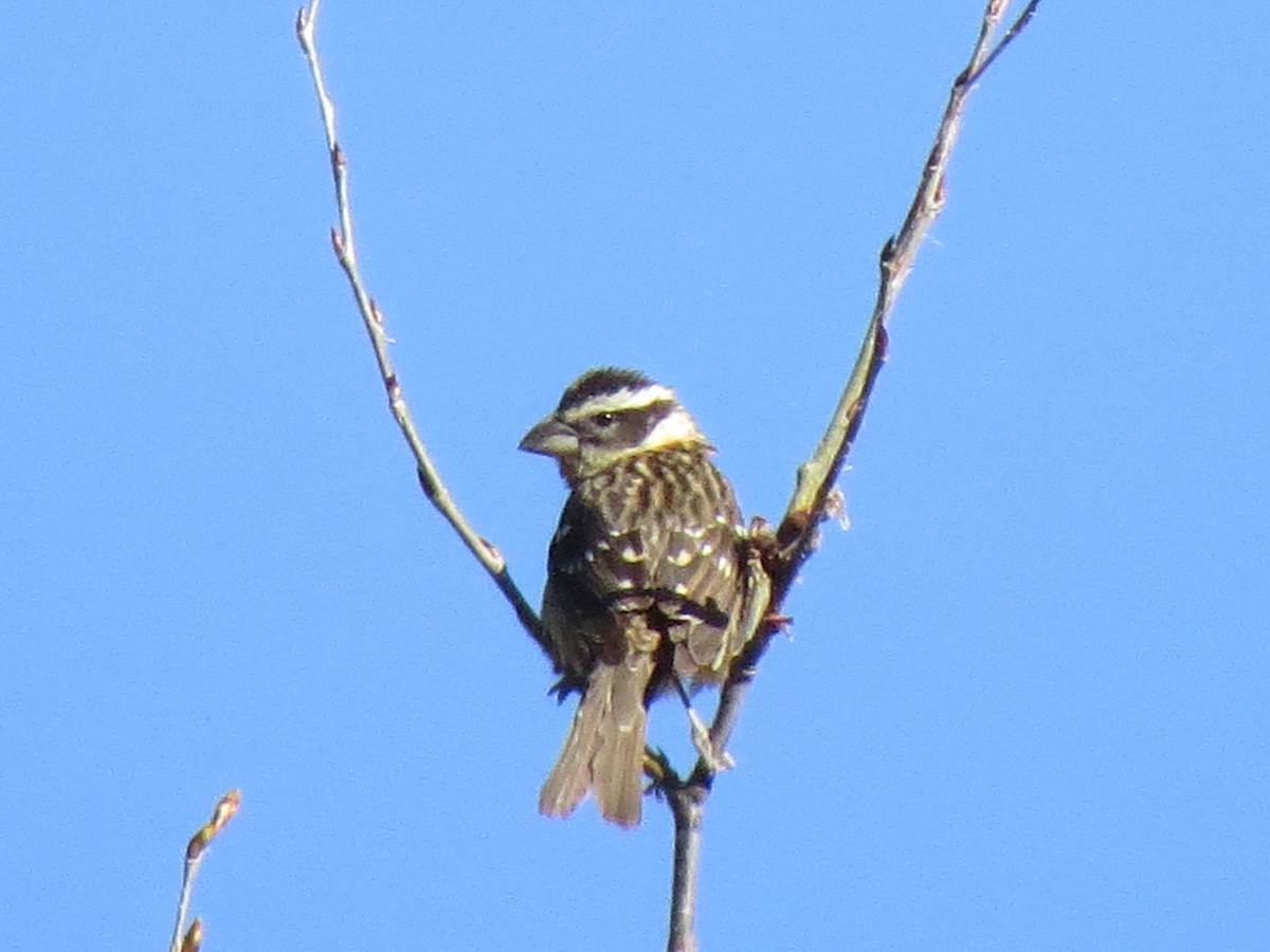 Black-headed Grosbeak - ML58401691