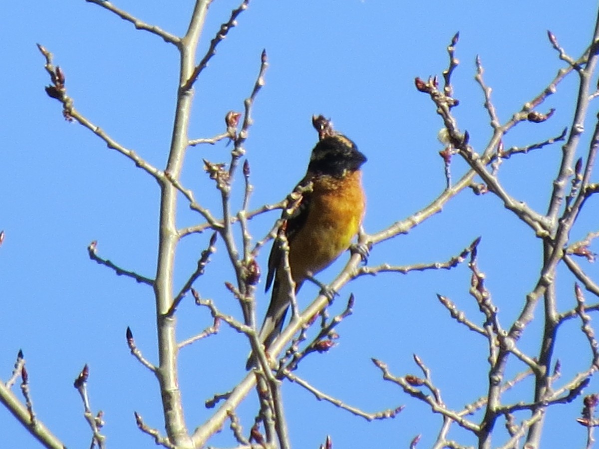 Black-headed Grosbeak - ML58401701