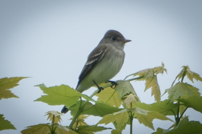 Willow Flycatcher - ML584017481