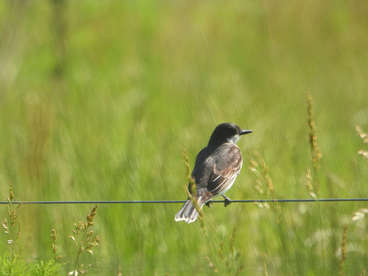 Eastern Kingbird - ML584018951