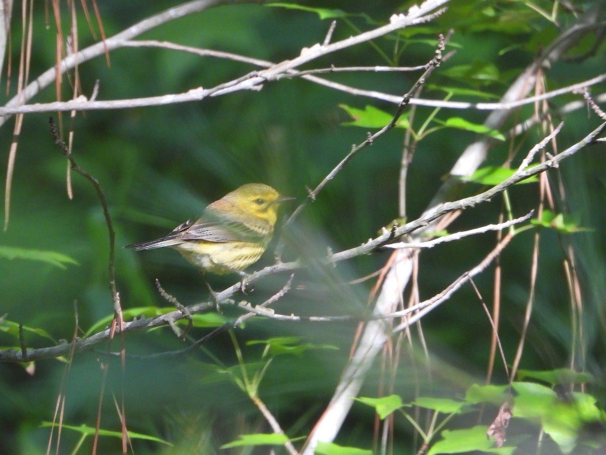 Prairie Warbler - bob butler