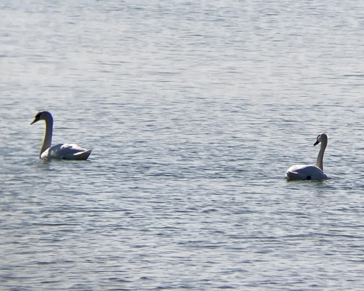 Mute Swan - ML584019811