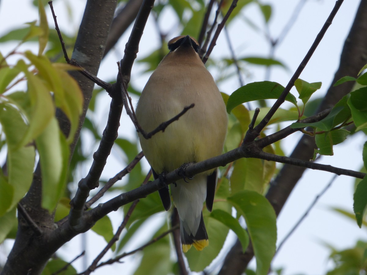 Cedar Waxwing - ML584019911