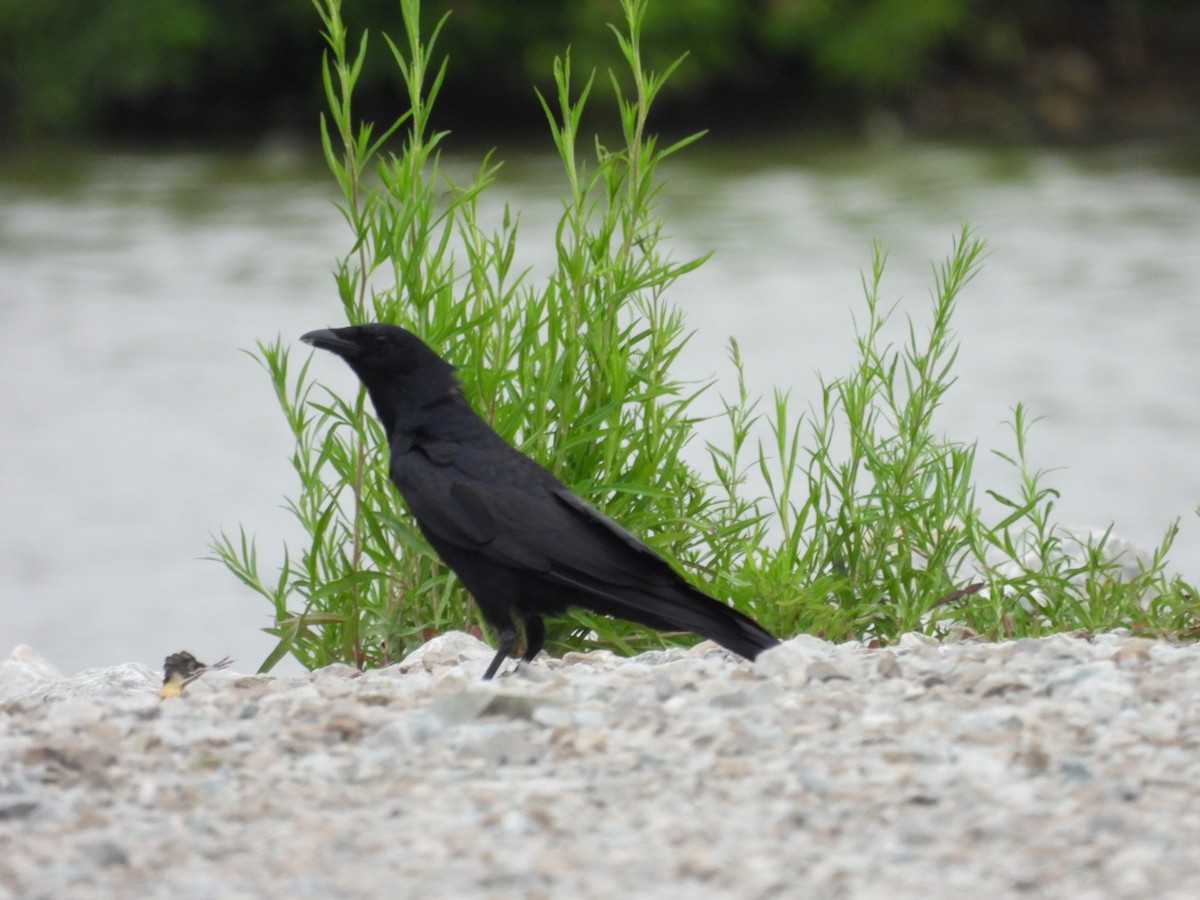 Fish Crow - Sam Reitenour