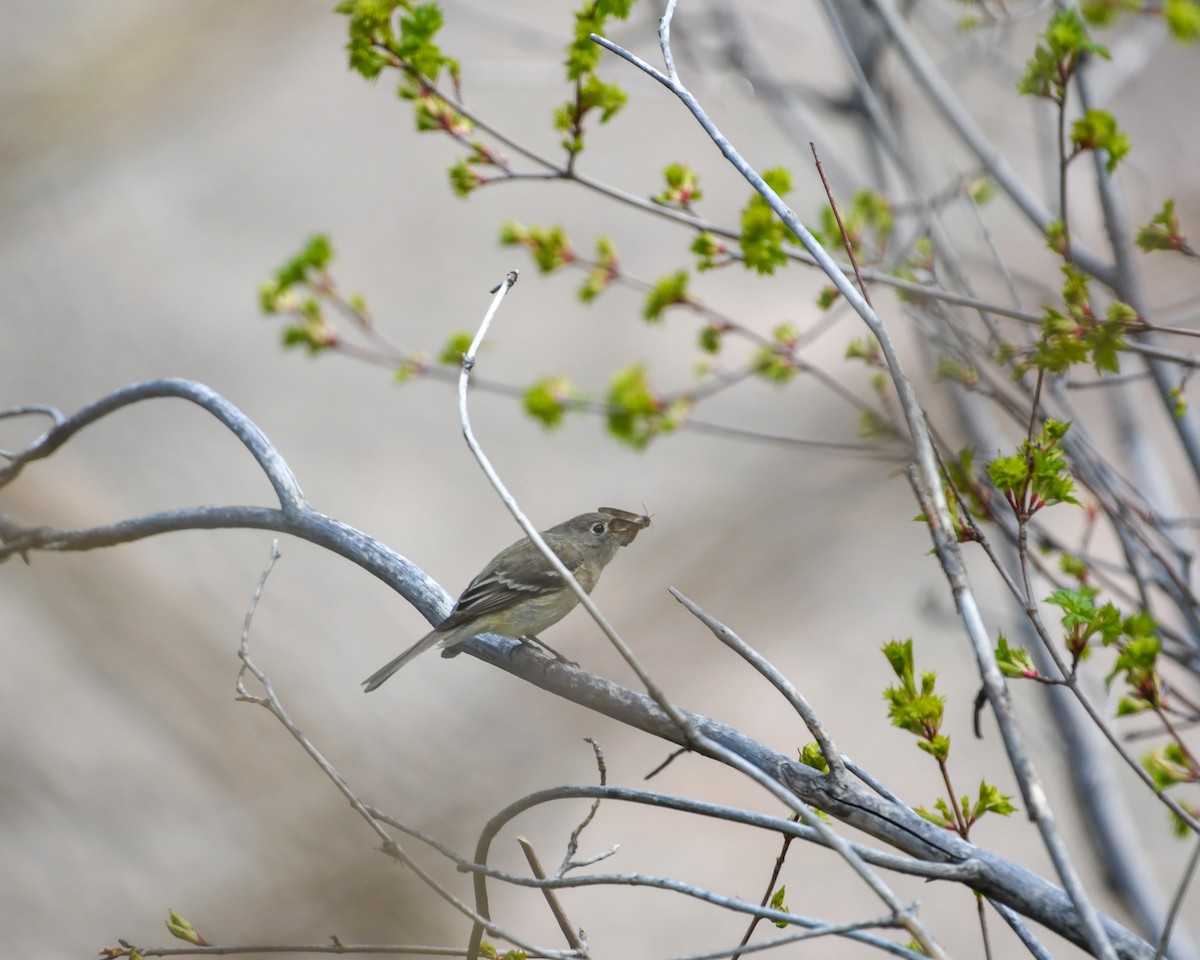 Ruby-crowned Kinglet - ML584021441