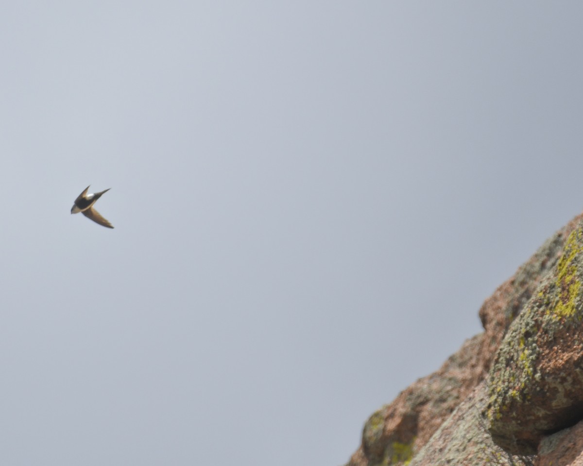 White-throated Swift - Corey Leamy