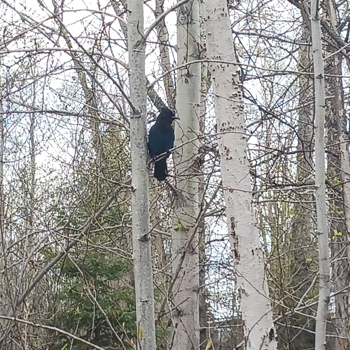 Steller's Jay - ML584022321