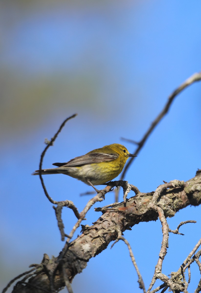 Pine Warbler - cliff utech