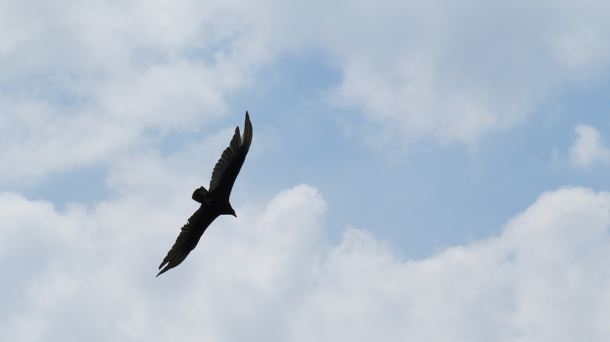 Turkey Vulture - ML58402361