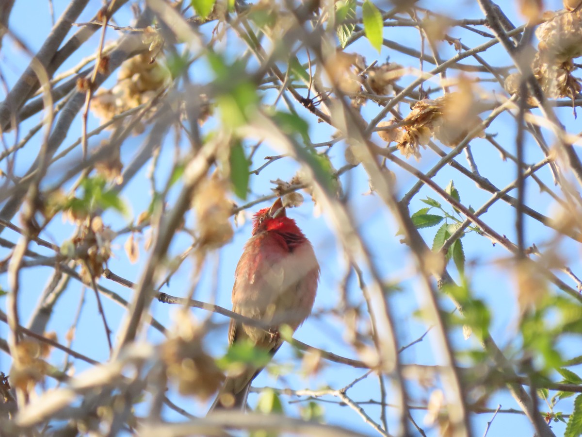 Camachuelo sp. (Carpodacus sp.) - ML584024531