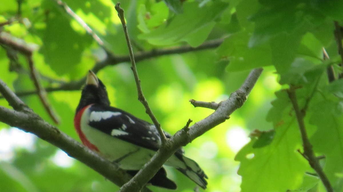 Rose-breasted Grosbeak - ML58402521