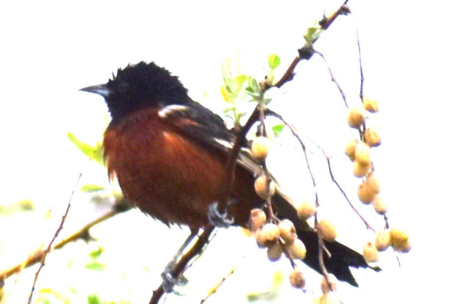 Orchard Oriole - ML584025291