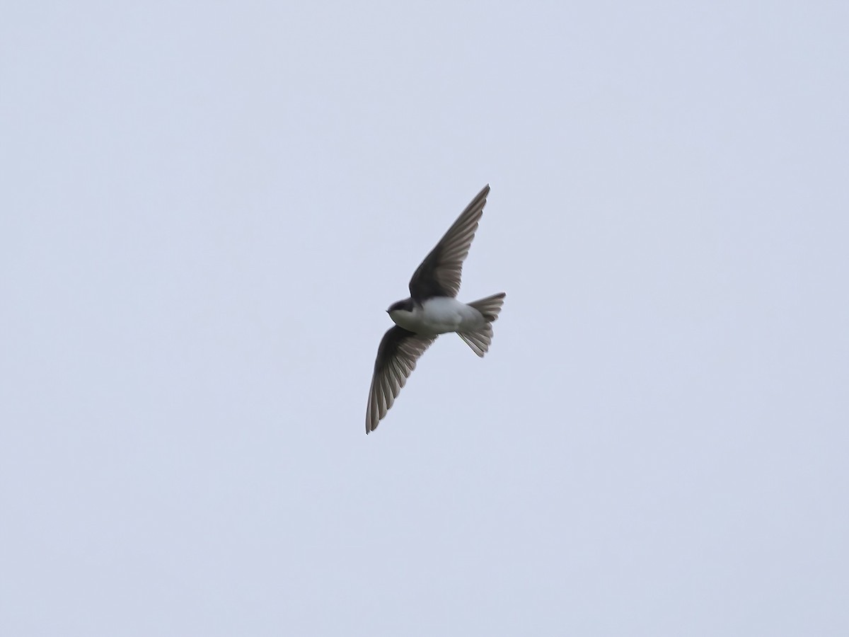 Tree Swallow - ML584026441