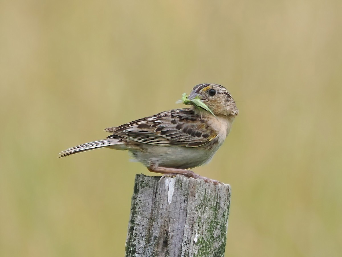 Grasshopper Sparrow - ML584026831