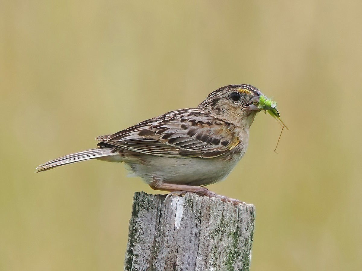 Grasshopper Sparrow - Daniel Kaplan