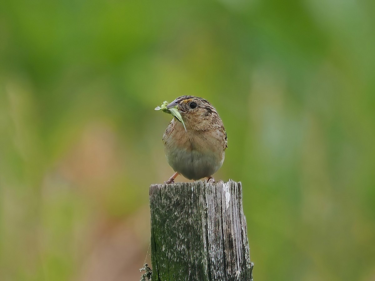 Grasshopper Sparrow - ML584026861