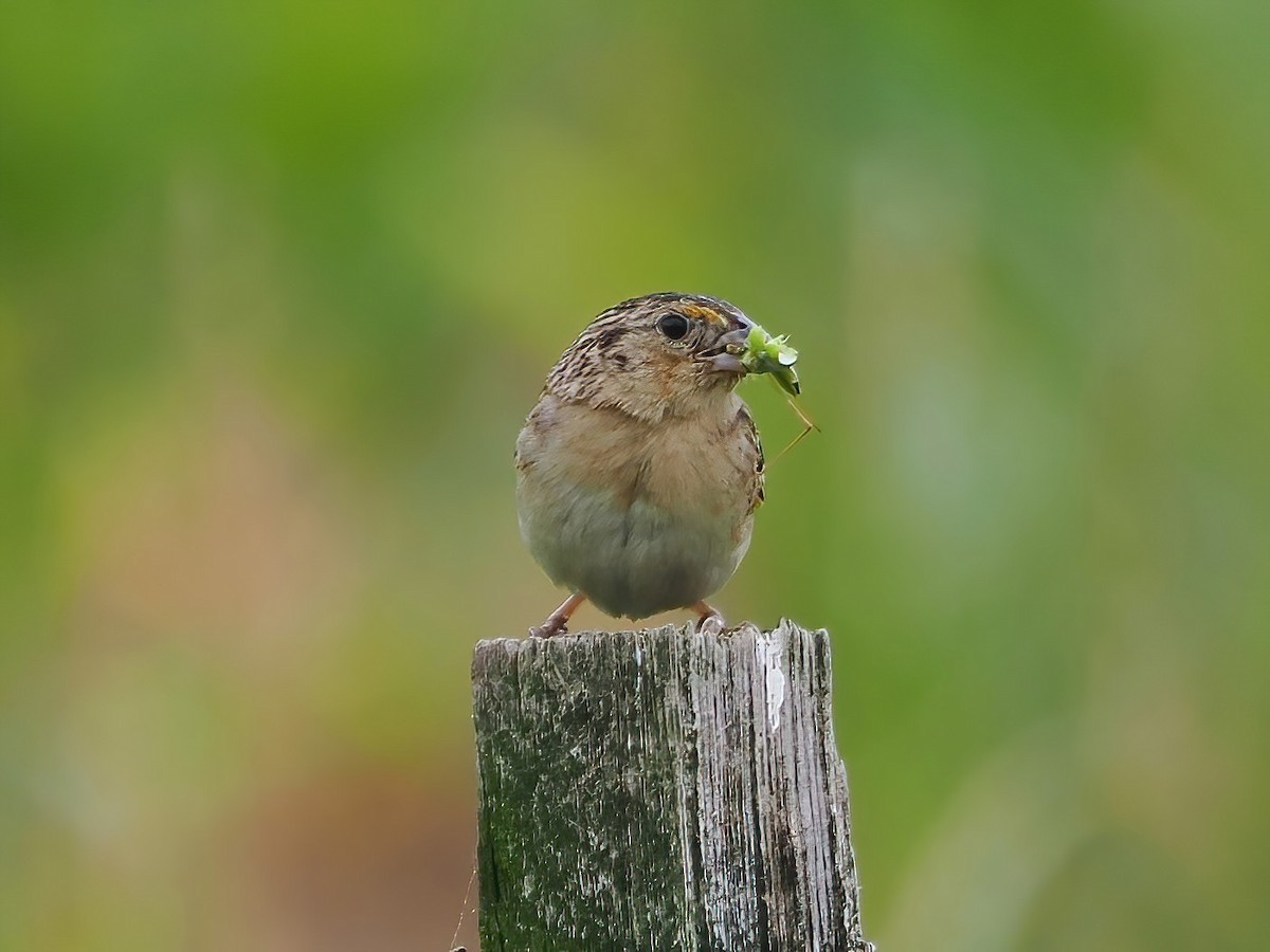 Grasshopper Sparrow - ML584026871
