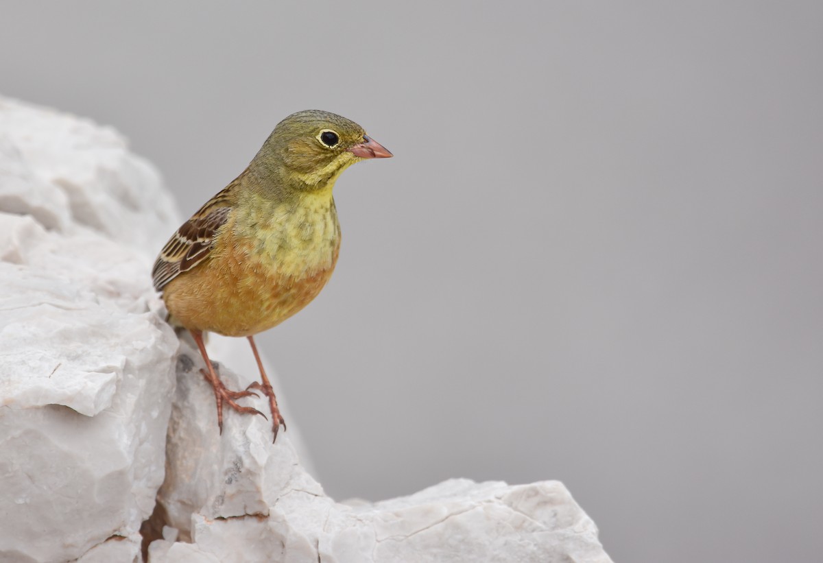 Ortolan Bunting - ML584027411