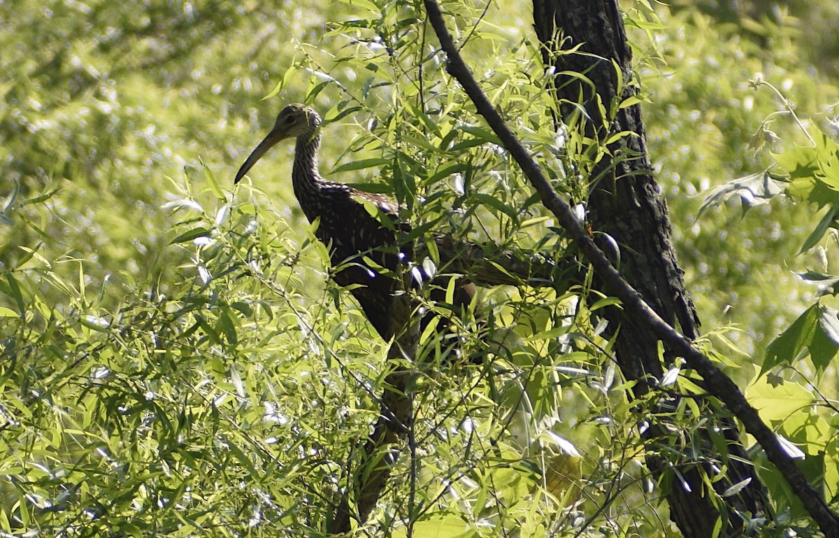 Limpkin - ML584028791