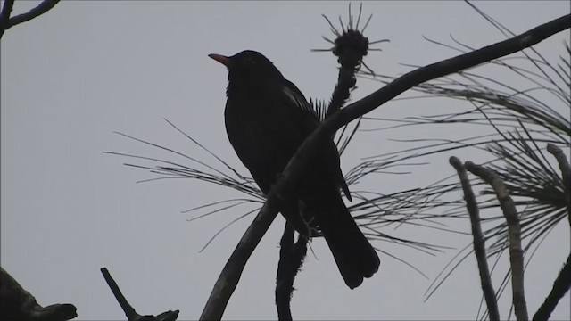 Kül Rengi Drongo - ML584030351