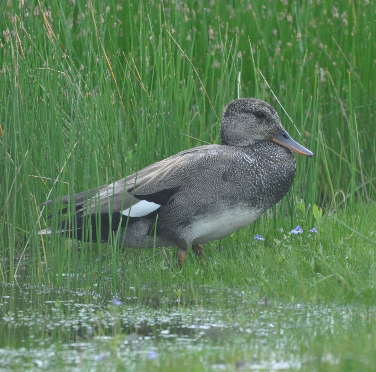 Gadwall - ML584030941