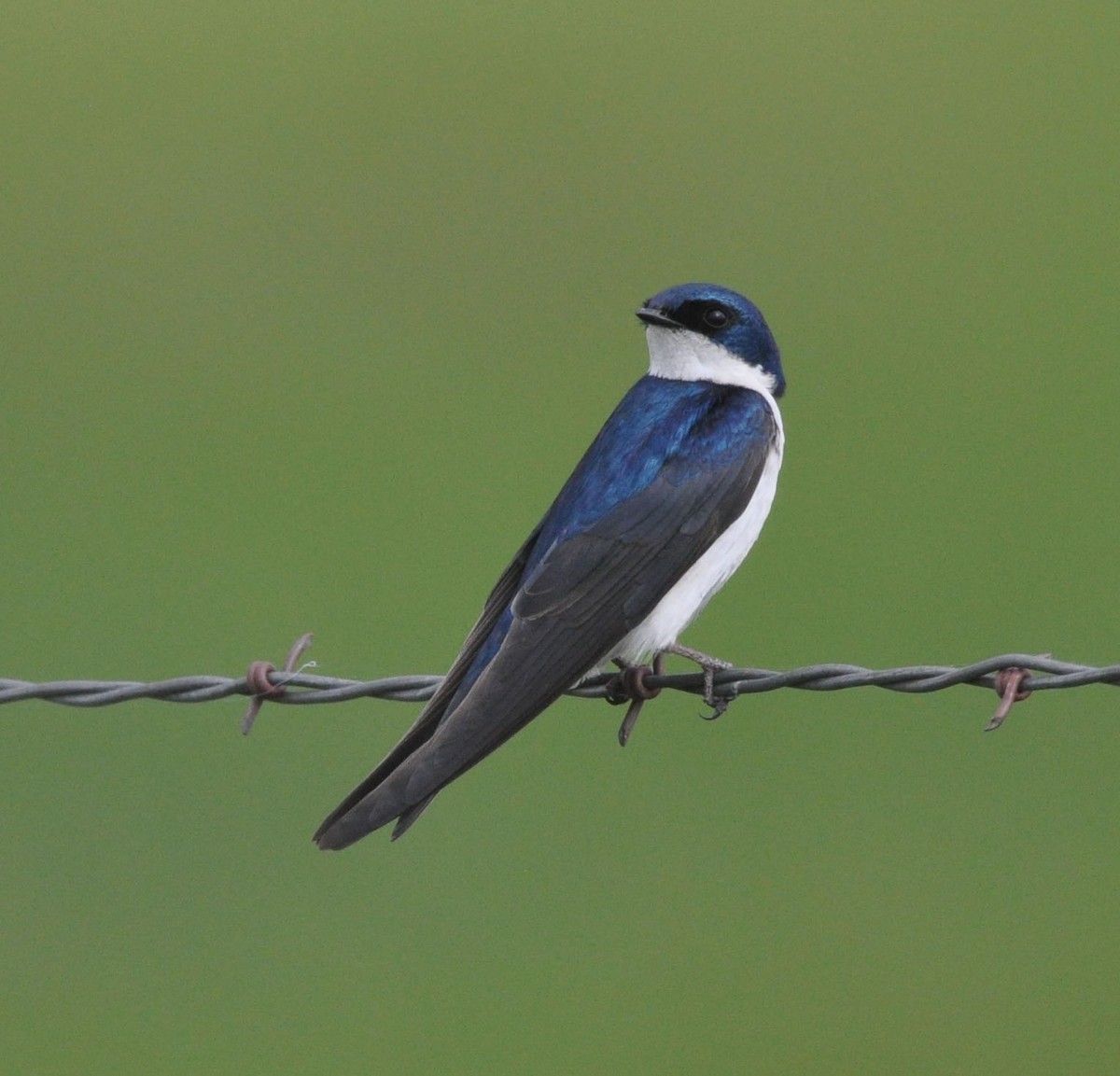 Tree Swallow - ML584031561