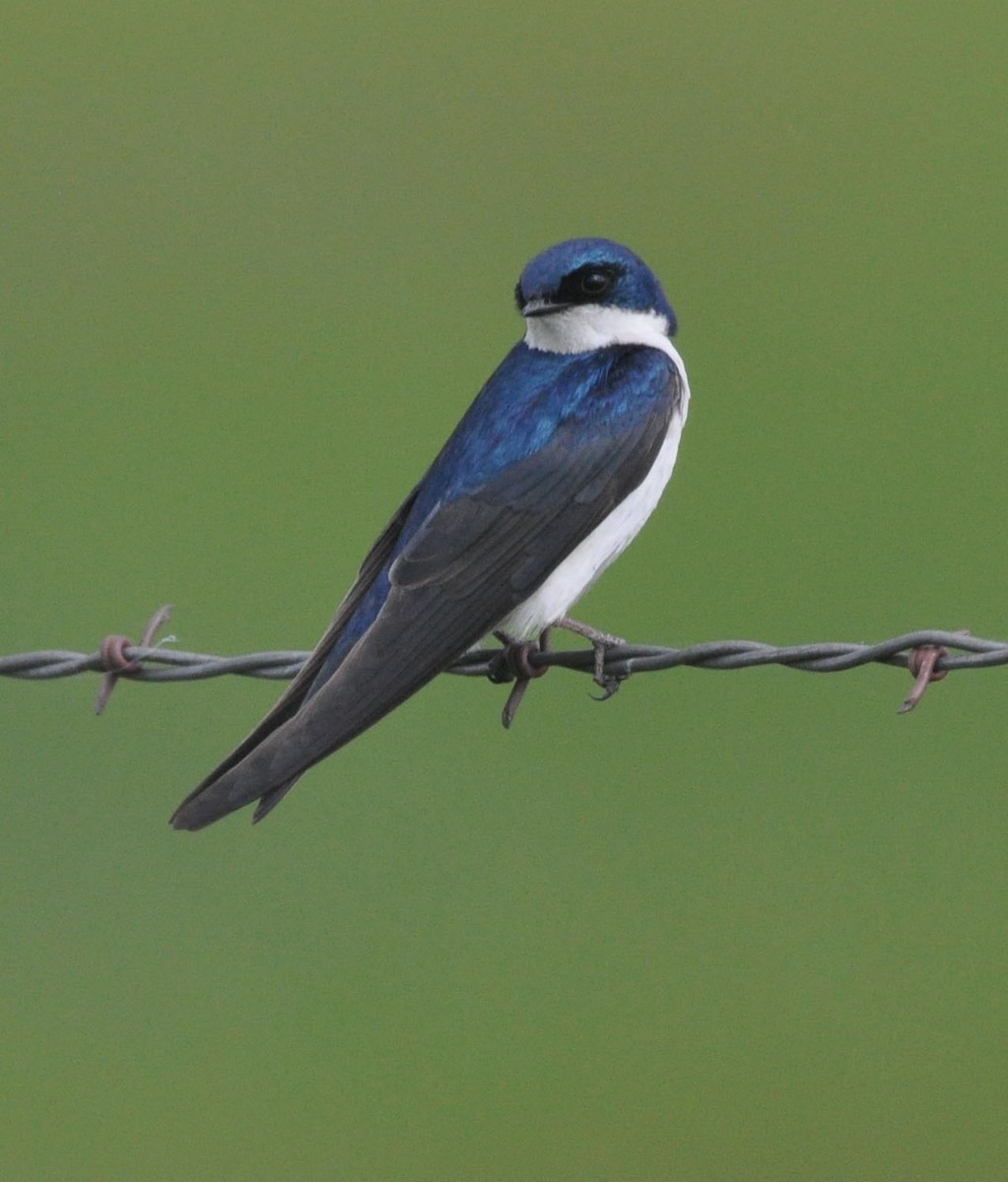 Tree Swallow - ML584031571