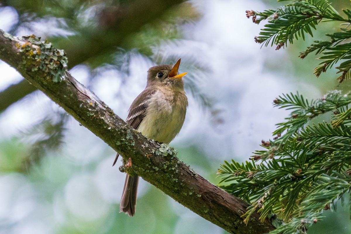 Western Flycatcher (Pacific-slope) - ML584032251